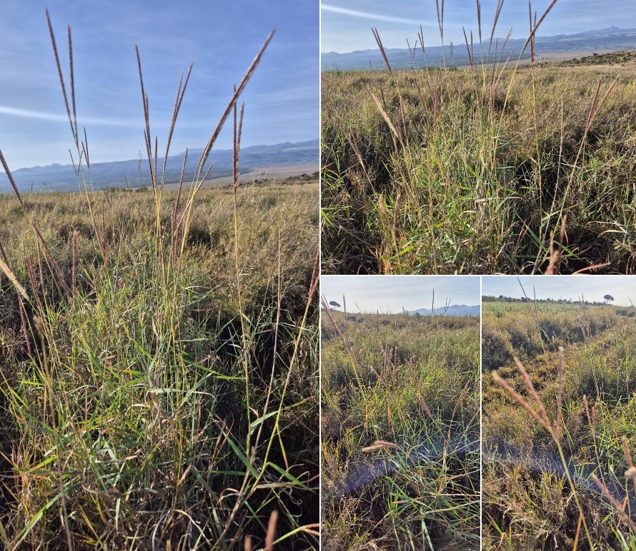 Red Grass at the Lewa Wildlife Conservancy in Kenya