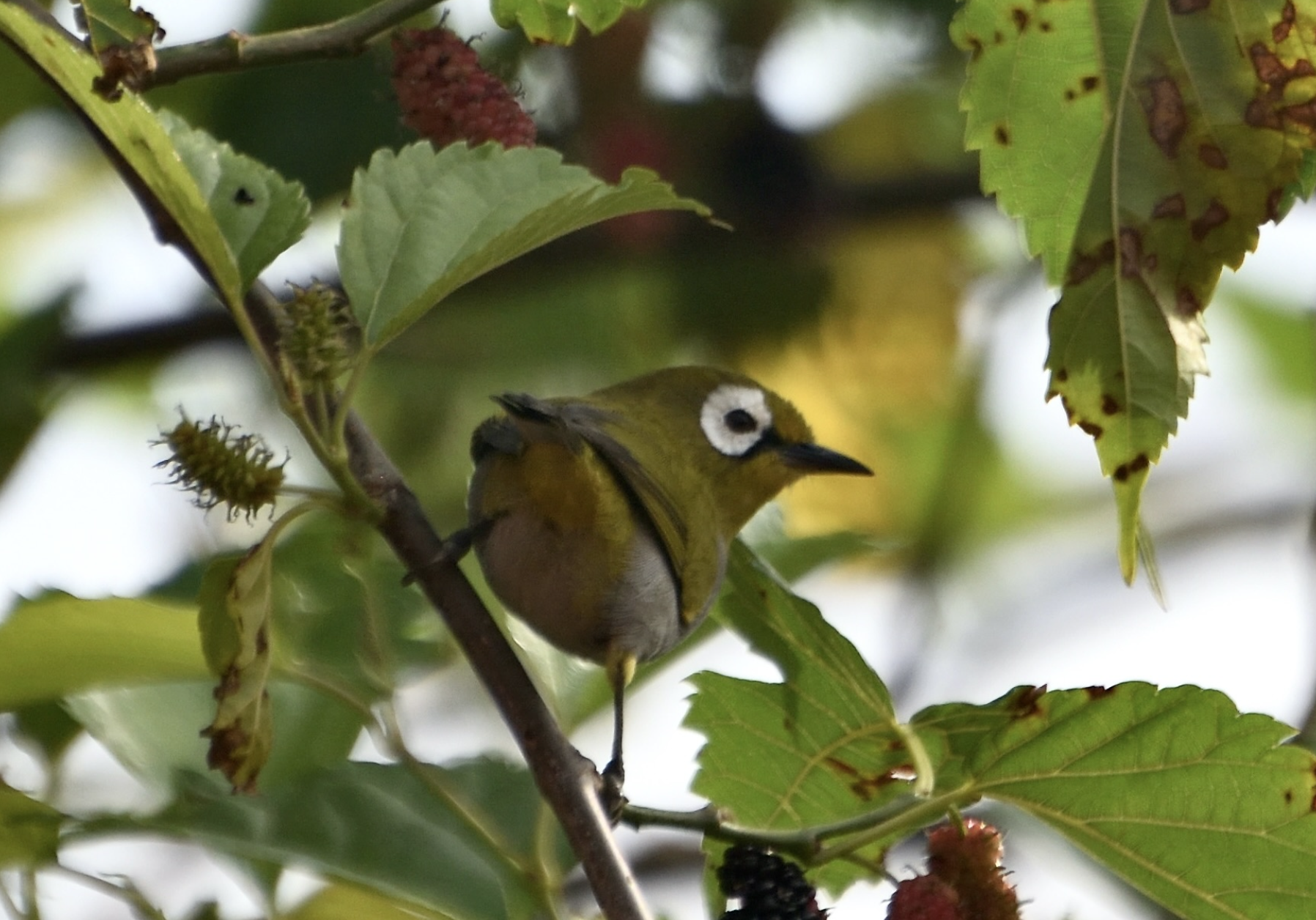 Taita white-eye, Taita Hills, Kenya (Day Lab)