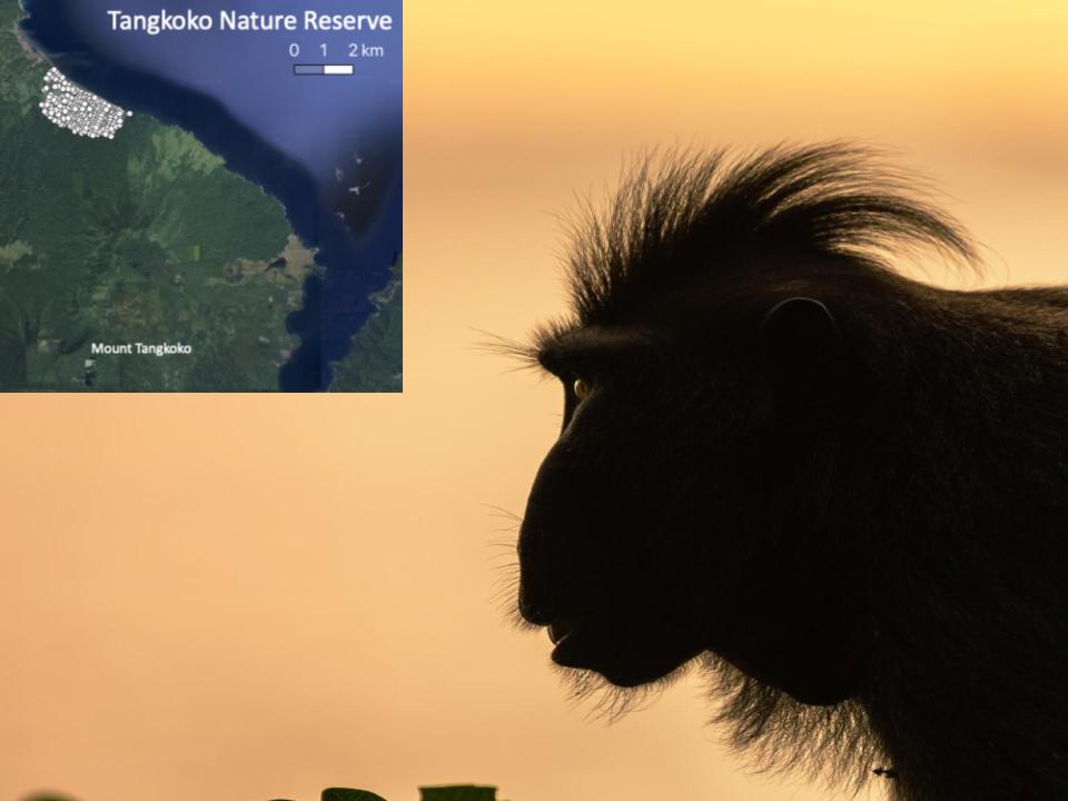 A silhouette of a crested macaque against a golden-orange sky at sunset. The macaque’s distinctive crest of hair is clearly visible, and its eye catches a glint of light. In the top left corner, there is an inset map of Tangkoko Nature Reserve in North Sulawesi, Indonesia, showing forested areas and the coastline. The map highlights the location of Mount Tangkoko and survey plots within the reserve.