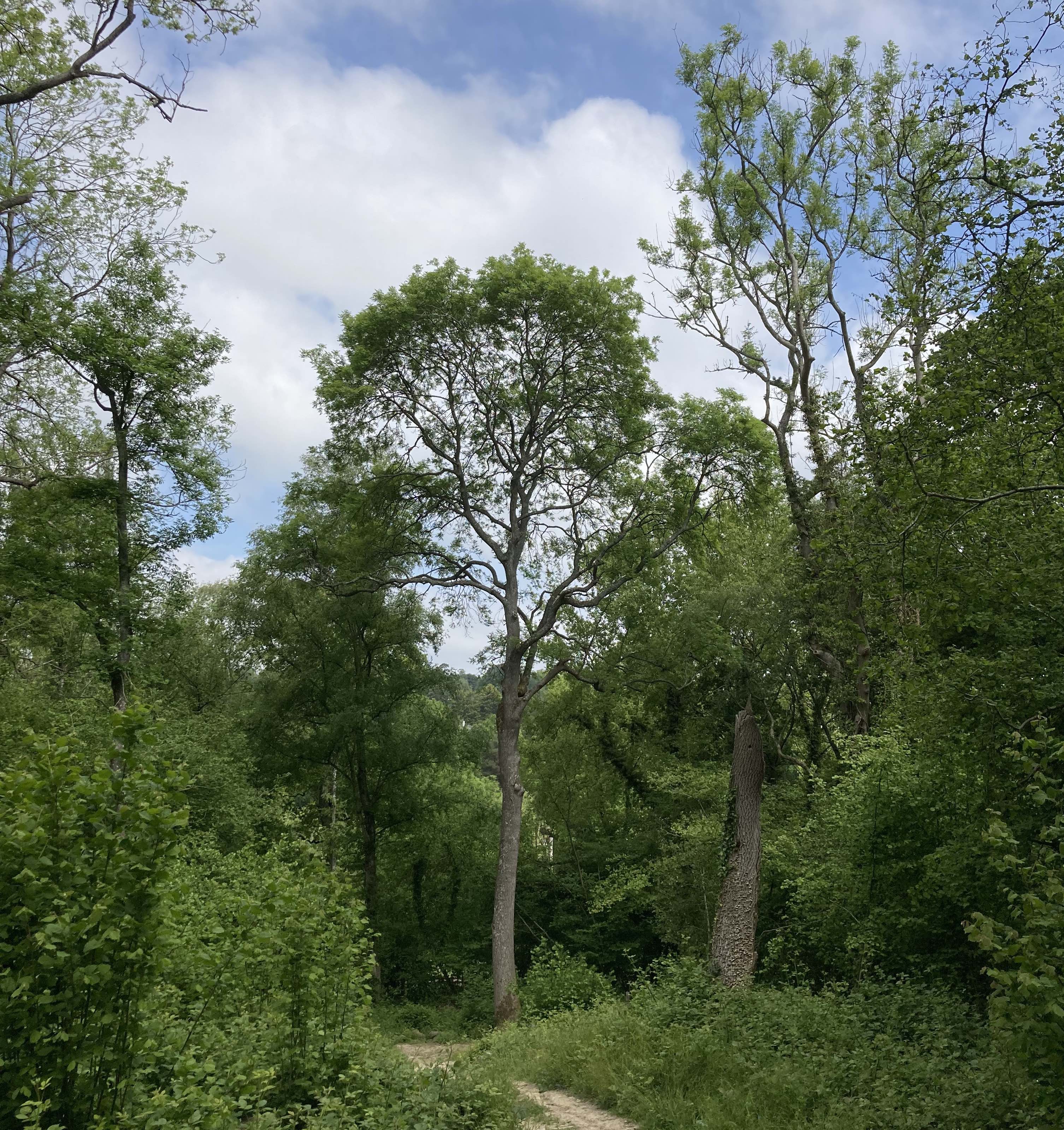 Mature ash trees growing in a woodland, some of which show symptoms of being damaged by ash dieback disease.