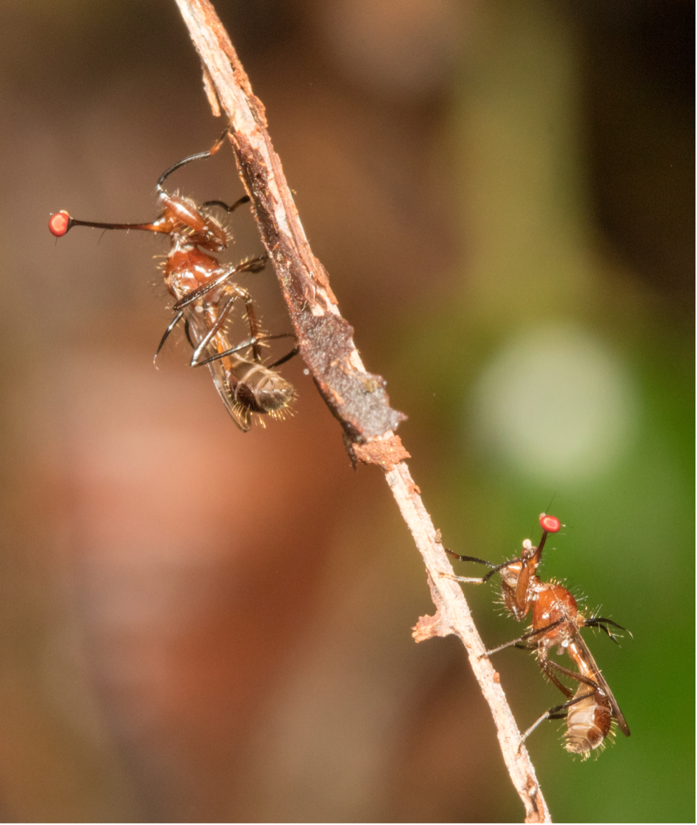 Female stalk-eyed flies are attracted to males with exaggerated eyespan, who they will mate with at dawn before dispersing.