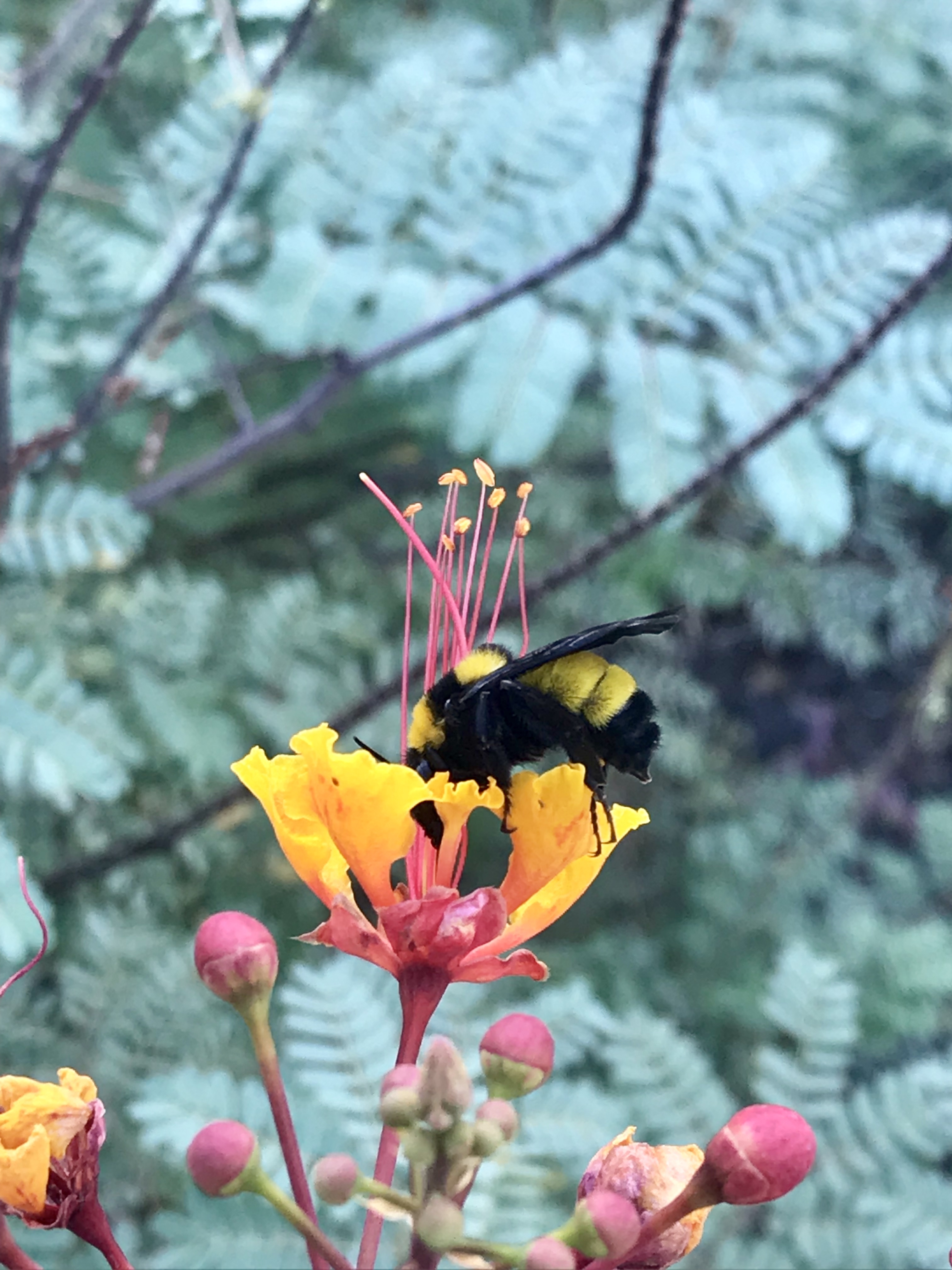 Bumble bee on flower