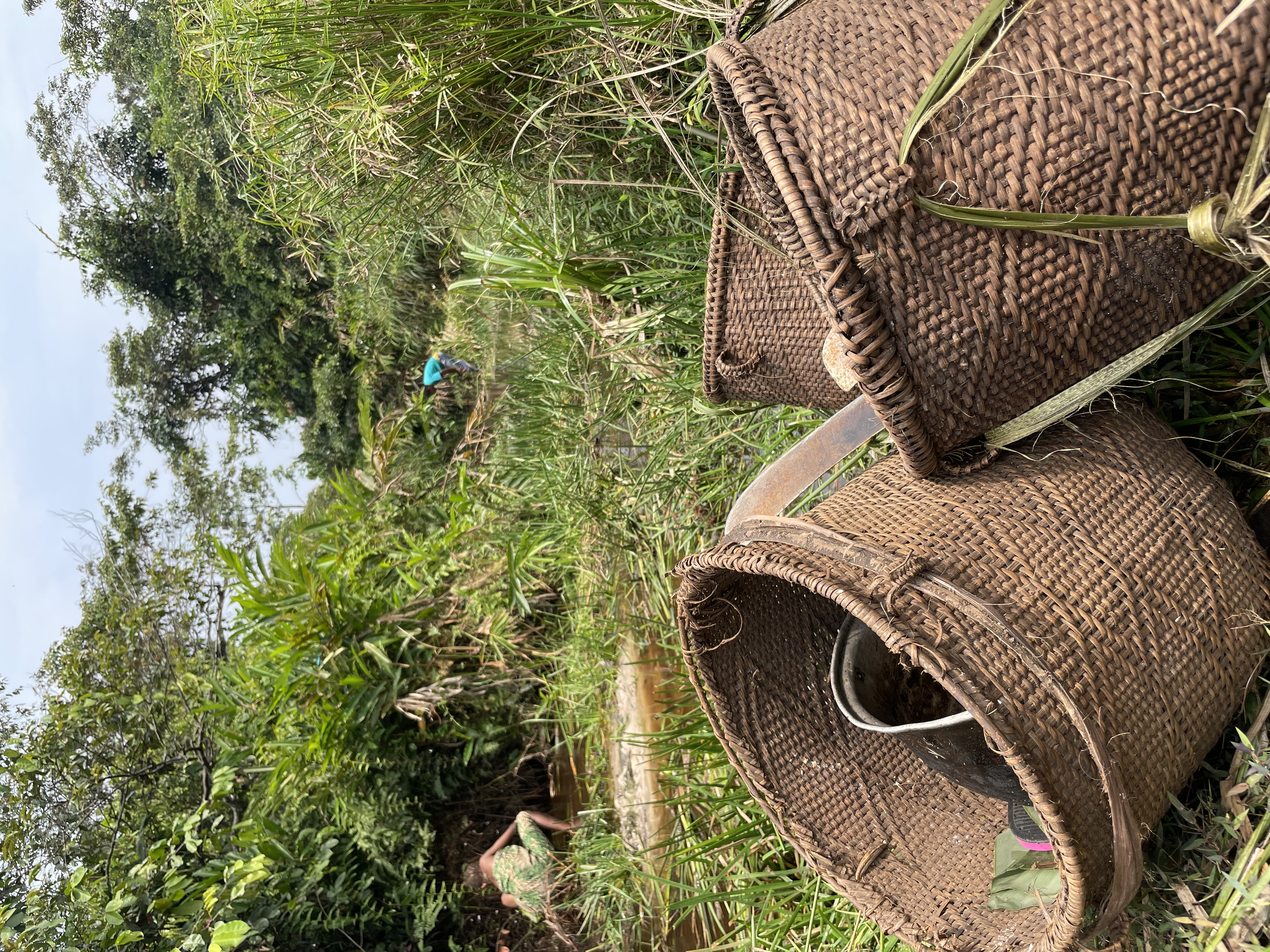 Three woven baskets rest on the grassy edge of a forest stream in a tropical swamp forest. In the background, far distance, two BaYaka foragers are searching for fish in the stream. 