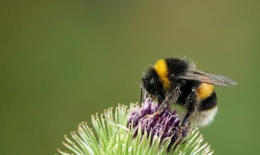Ecology, Biodiversity & Conservation