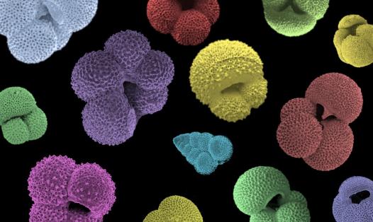 Scanning electron microscope images of Oligocene planktonic foraminifera