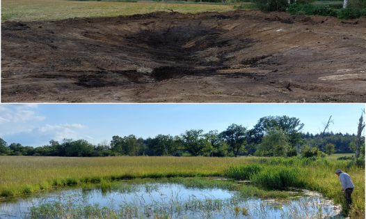 A ghost pingo pond a few days after (top) and 2 years following restoration (bottom).