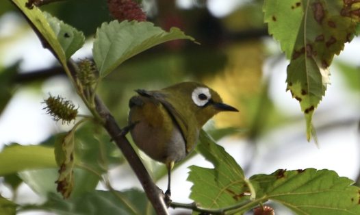 Taita white-eye, Taita Hills, Kenya (Day Lab)