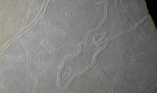 A bedding plane surface preserving multiple arthropod trackways with different morphologies related to differences in the substrate conditions at the time of formation.