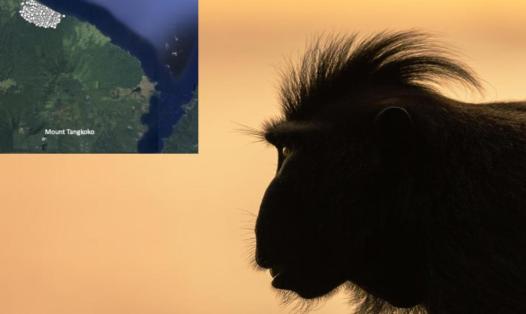 A silhouette of a crested macaque against a golden-orange sky at sunset. The macaque’s distinctive crest of hair is clearly visible, and its eye catches a glint of light. In the top left corner, there is an inset map of Tangkoko Nature Reserve in North Sulawesi, Indonesia, showing forested areas and the coastline. The map highlights the location of Mount Tangkoko and survey plots within the reserve.