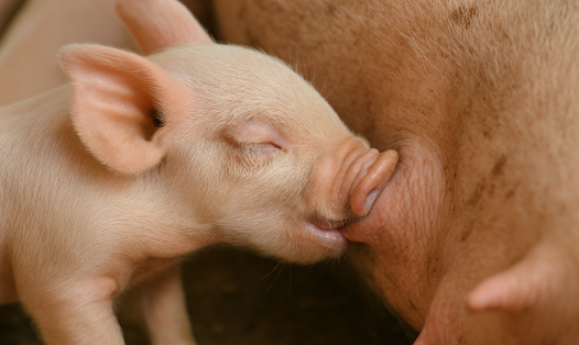 An AI-generated image of a piglet suckling