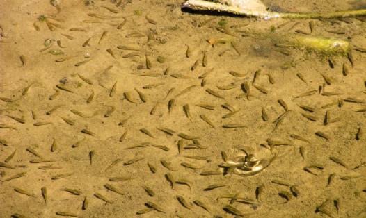 Invasive Gambusia holbrooki crowding a drainage ditch in northern Spain.