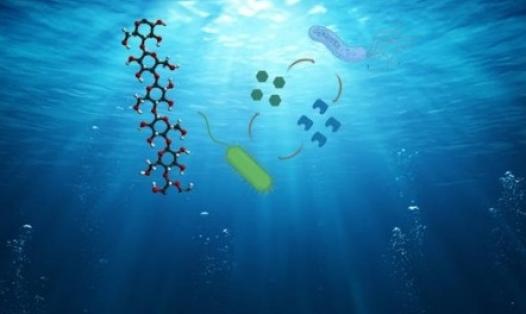 Image showing microbes in the ocean interacting through sharing of nutrients after degrading macromolecules.
