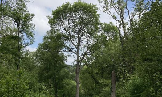 Mature ash trees growing in a woodland, some of which show symptoms of being damaged by ash dieback disease.