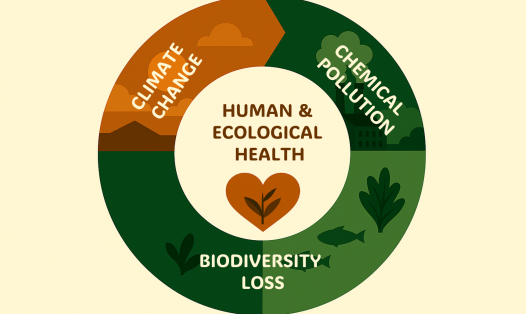 Schematic drawing with the topics of Climate Change, Chemicals Pollution and Biodiversity Loss arranged in a circular shape around the topic of Human and Ecological Health. Image partially generated by AI via Copilot.