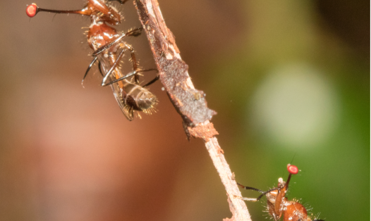 Female stalk-eyed flies are attracted to males with exaggerated eyespan, who they will mate with at dawn before dispersing.
