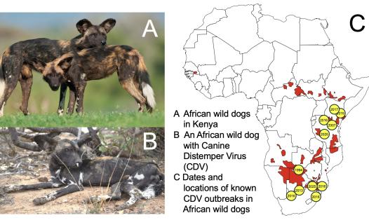 A composite image showing: two African wild dogs ranging freely in Kenya; a single African wild dog with nasal discharge typical of Canine Distemper Virus (CDV); a map of Africa showing the dates and locations of known CDV outbreaks in African wild dogs, which are spread across eastern and southern Africa with few outbreaks before 2015 and multiple outbreaks in 2015-2025.