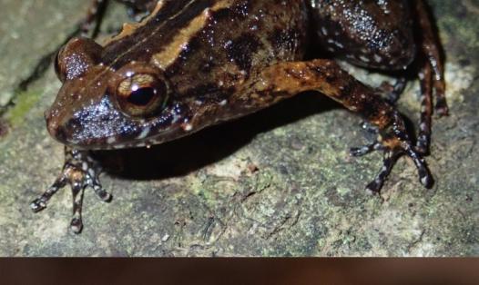 Photograph of two species of frogs from the family Sooglossidae. Sooglossus thomasetti (top) and Sechellophryne gardineri (bottom).
