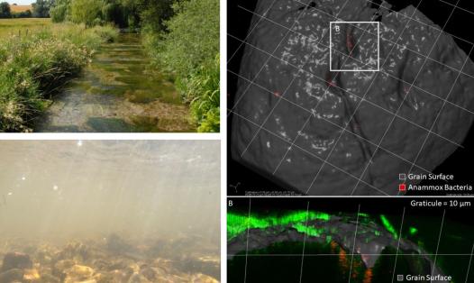 Composite image showing the coexistence of aerobic and anaerobic microbes on oxygenated riverbed gravels. The top-left panel shows a clear, shallow river flowing over gravel beds, with the lower-left panel showing an underwater view of the same habitat. The right-hand panels are confocal microscopy images of a gravel grain, where anaerobic anammox bacteria (red) and aerobic Nitrosommas-like bacteria (green, labelled with the Eub338f FISH probe) occur together on the oxic surface, revealing microscale overla