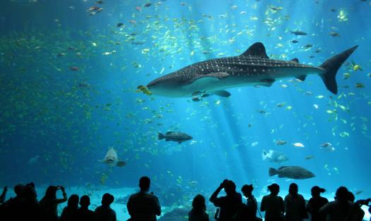 This is a picture of a whale shark swimming within a display tank of the Georgia Aquarium with people watching it through the glass. Whale shark picture By Zac Wolf - Own work, CC BY-SA 2.5, https://commons.wikimedia.org/w/index.php?curid=3511009