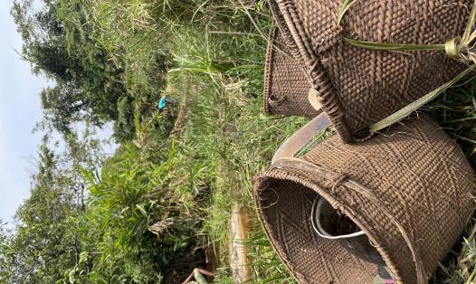 Three woven baskets rest on the grassy edge of a forest stream in a tropical swamp forest. In the background, far distance, two BaYaka foragers are searching for fish in the stream. 