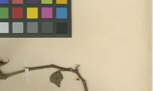 “Historic herbarium specimen of cotton (Gossypium hirsutum) showing preserved leaves and seeds used to study past crop diversity and global trade.” 