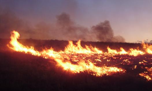 Fire moves across an open grassy ecosystem.  Wikimedia image by Famartin provided under CC BY-SA 3.0.