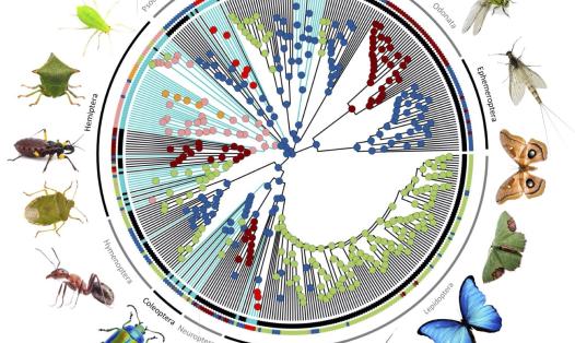 Circular phylogenetic tree showing relationships among major insect groups, surrounded by representative insects including aphids, ants, beetles, flies, butterflies and other species. Coloured branches and markers indicate feeding ecology and the presence of obligate microbial symbioses. Obligate symbioses, depicted by blue branches, have evolved independently many times across distantly related insect groups and are associated with diverse ecological niches. 