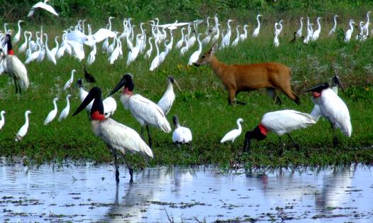 The 170,300 Km2 Pantanal wetland, Brazil preserves key species for biodiversity and conservation biology. 