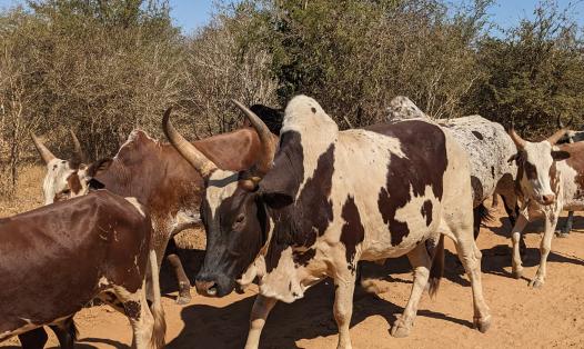Zebu livestock walk across an arid spiny bushland ecosystem in southwestern Madagascar.  